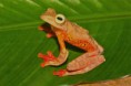 /album/photo-gallery-wildlife1/harlequin-tree-frog-rhacophorus-pardalis-danum-valley-jpg/